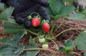  Produtor orgânico certificado pelo Tecpar tem juros reduzidos no Plano Safra